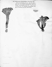 Craterellus cornucopioides image